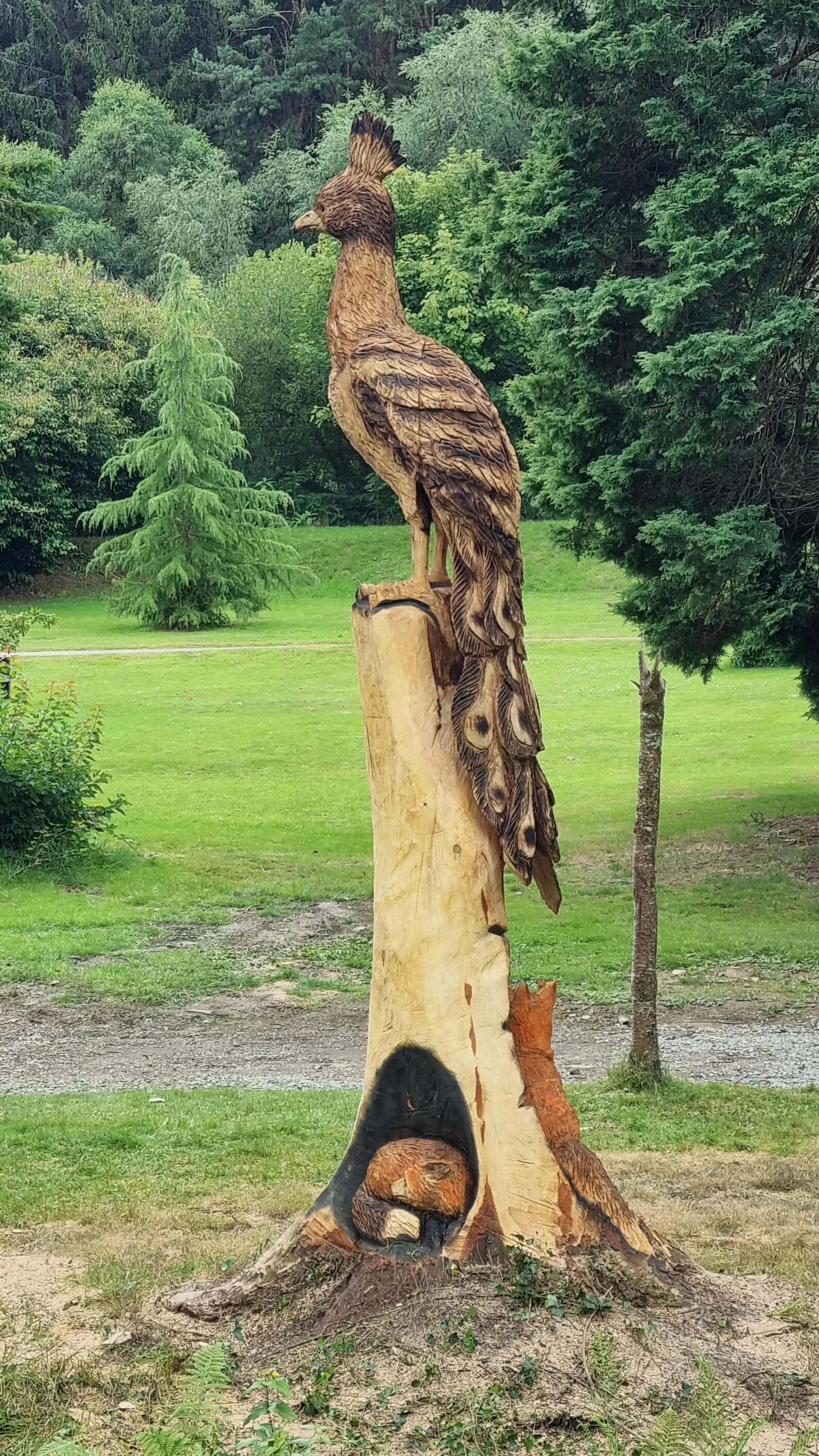 Wooden peacock sculpture carved from a tree trunk in a park